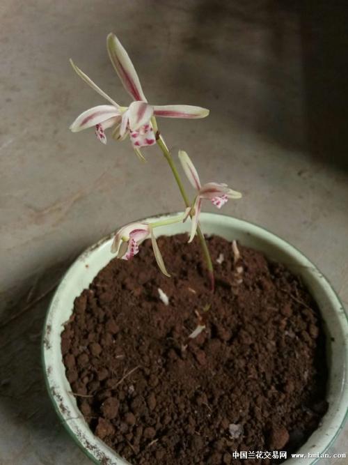 只有花没有叶子的兰花