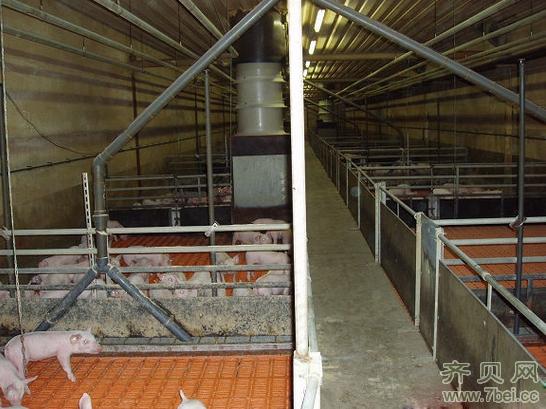 德国某大型养猪场(图)-猪场建设
