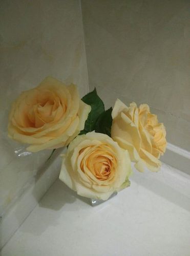 这个是什么花,黄玫瑰?香槟玫瑰?三朵是什么意思呢?谢谢大家
