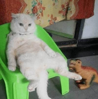 主人给猫咪准备一张椅子,每天让它在瓜田监工,偶尔出去帮忙卖瓜