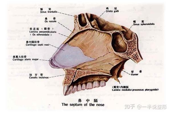 鼻中隔到底能不能取了隆鼻?