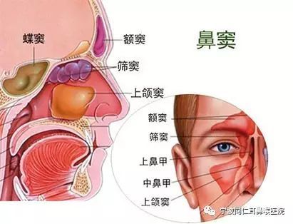 鼻窦的作用有哪些?