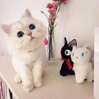 可爱猫头像萌萌哒情头 可爱猫咪情侣头像_微信头像图片大全
