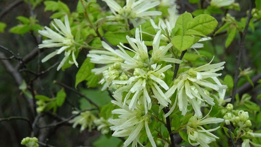 尖峰山上的白花继木