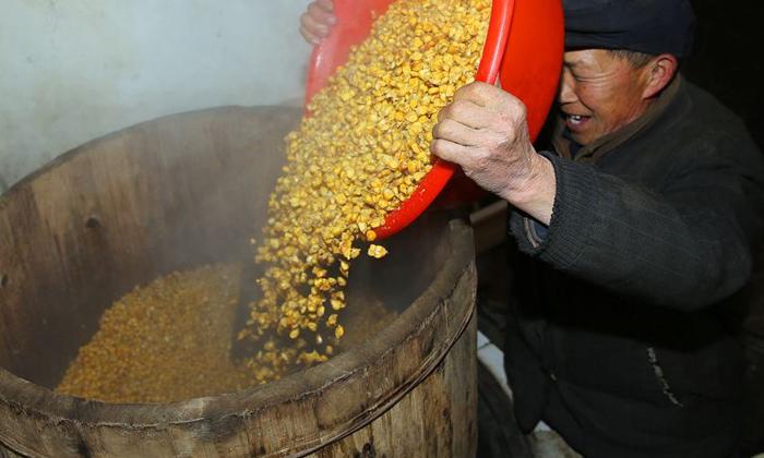 老五甑工艺纯粮酒酿酒技术现场直播