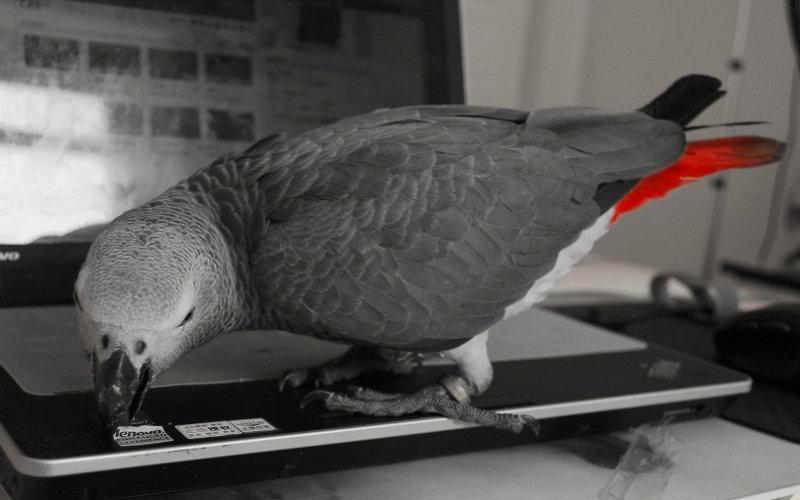 【灰鹦鹉】2016第12期 这就是口活!铁质铜牙两片嘴,5分钟内暴力开盖!