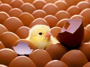 最简易的孵小鸡方法