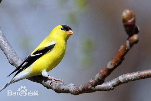 1/6 金丝雀好养叫声又好听,极其珍贵