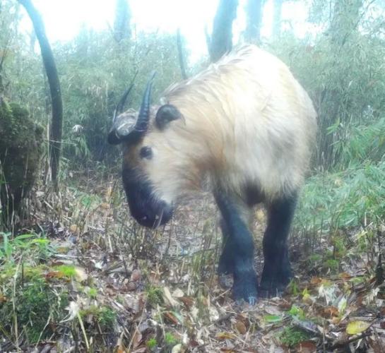 大熊猫国家公园崇州片区又拍到大熊猫啦竟然还不止一只