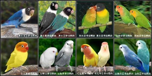 这是各种牡丹鹦鹉.回答的好辛苦!你满意可采纳最佳级别!