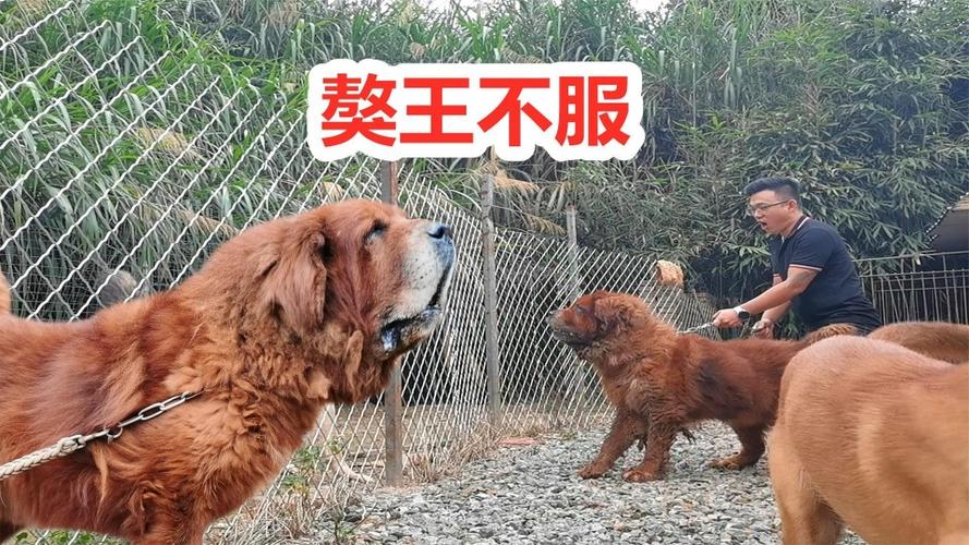 中亚偷袭藏獒獒王怒了发动反击猛犬对抗精彩异常