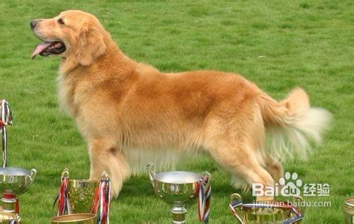 选购金毛犬的六大要素