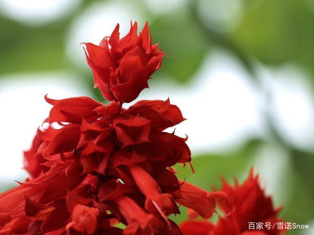 鼠尾草属植物《一串红》