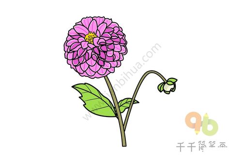 世界名花大丽花简笔画