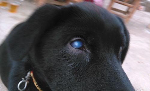 小狗眼睛突然成这样了,发蓝,看不见瞳孔了,请问是什么原因