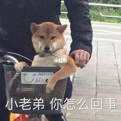 表情包|沙雕408_表情包_表情包分享_素材_表情包
