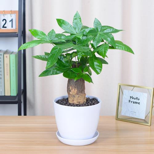 发财树盆栽植物室内五辫子发财树招财独杆桌面小盆栽绿植净化空气