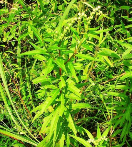 扯根菜又叫水泽兰,水杨柳,主要生长于潮湿地带,我国云,贵,川等地方