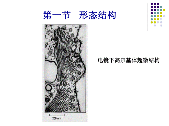 第七章高尔基复合体(golgicomplex)和细胞分泌.pdf
