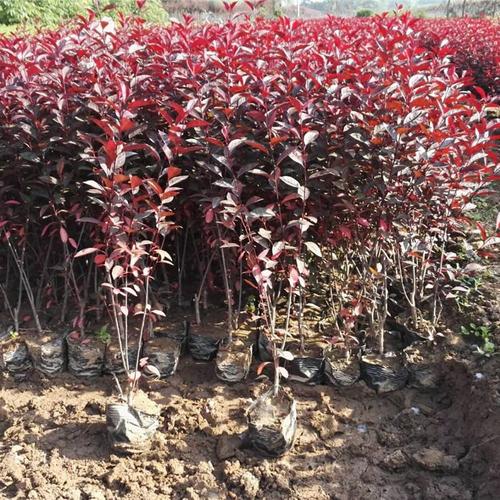 耐寒品种紫叶矮樱 本地供应商 紫叶矮樱绿化苗木基地