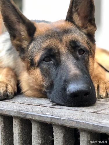 分享下可爱的宾利,你家也有狗狗吗?