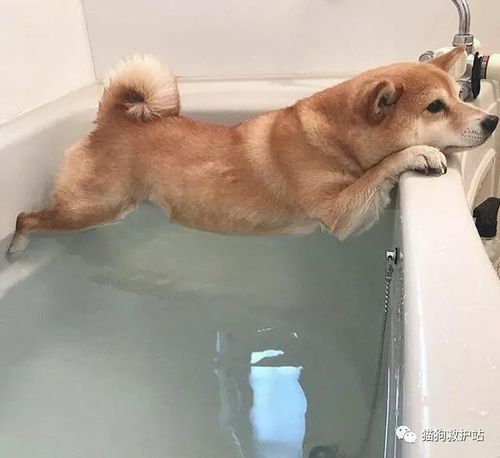 20张狗狗搞笑图片,赶快给劳资删了,我不要面子的啊