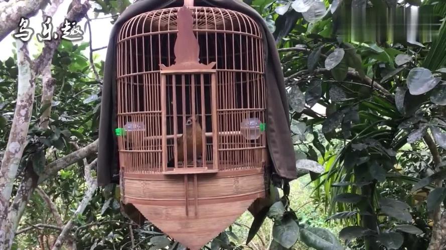 树下挂了鸟笼,一只画眉鸟在里面大叫10分钟,叫声非常好听