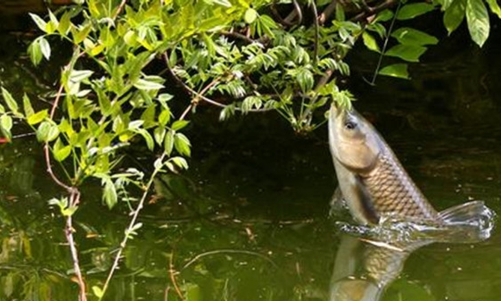 草鱼最喜欢吃什么草