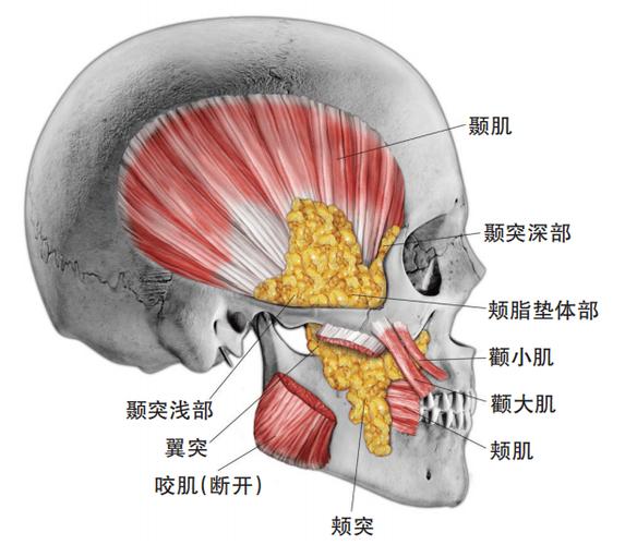 口腔种植相关外科解剖——颊脂垫