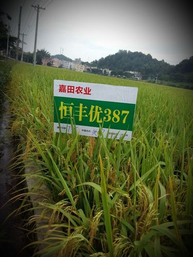 其它 2018年晚造杂交水稻品种简介(上) 写美篇    隆晶优华占为感温型