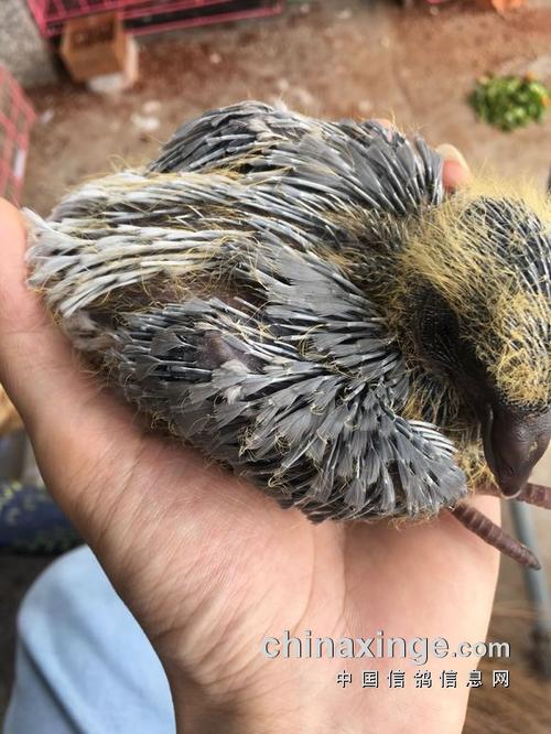 第五天,今天小鸽子已经会吱吱吱的叫了,很轻,是不是半睁眼.