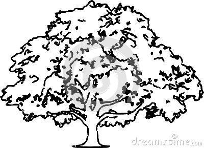 在白色背景隔绝的橡树的手拉的铅笔剪影.简笔画 手绘 线稿 800796