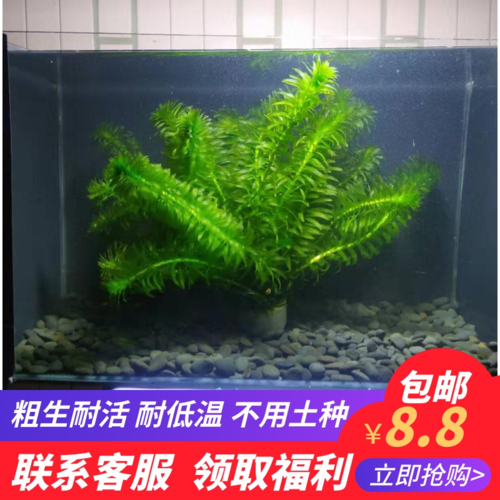 粗生耐活耐低温淡水无根冷水族鱼缸造景真水草鱼塘水藻植物蜈蚣草