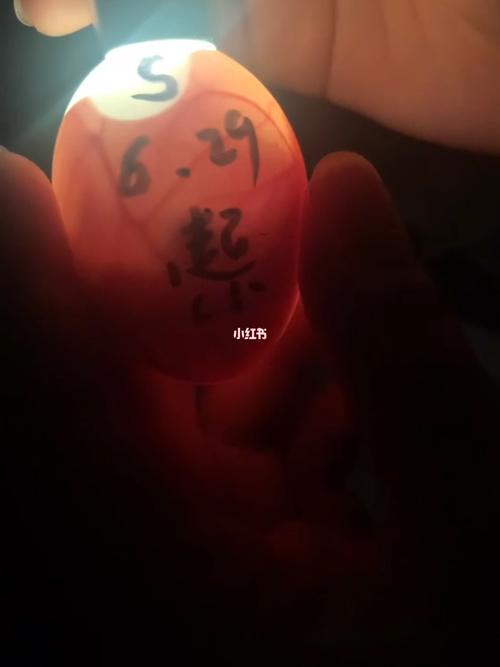 柯尔鸭蛋孵化第十五天照蛋_鸭蛋_胎动_柯尔鸭_宠物