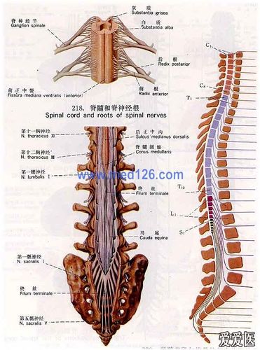 x  本帖最后由 zuoxuanwet 于 2012-3-4 21:41 编辑  遇一病例,胸11