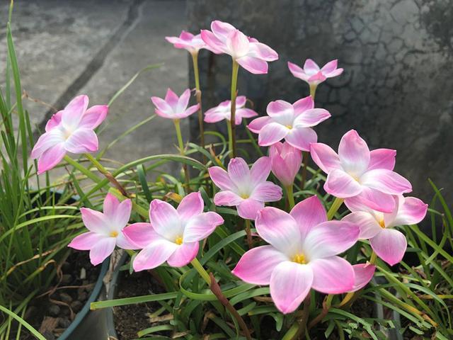 此款盆栽花卉,花色美丽,一年开花很多次,很耐热,适合夏天养