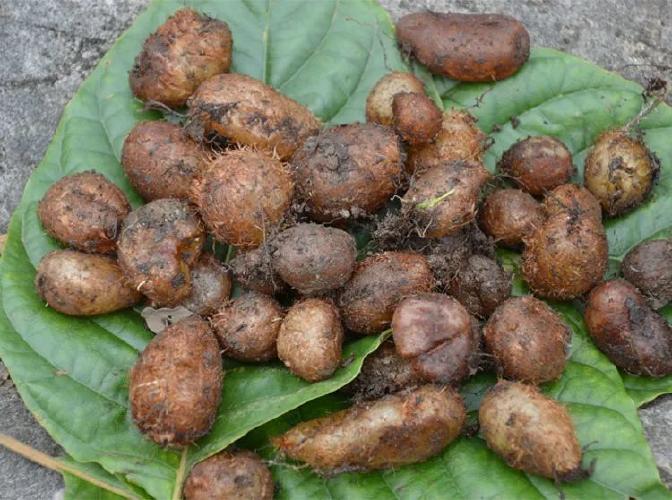 化狗儿属于是一种骨碎补科肾蕨属植物,通常我们说的石黄皮,指的是它