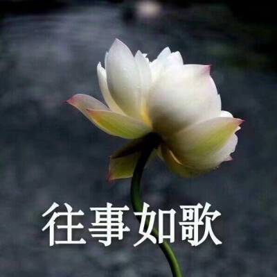 中老年头像.莲花