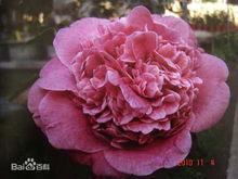 埃及艳后(茶花品种)