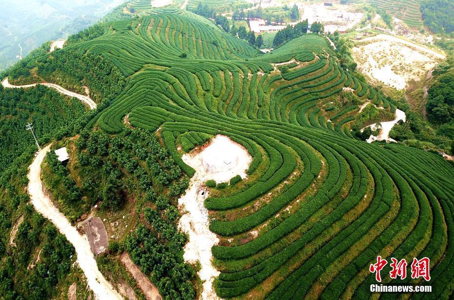 航拍福建平和壮观的茶山梯田
