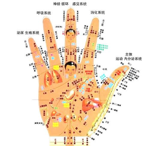 手上六条经络: 1,手太阴肺经 2,手少阴心经 3,手厥阴邪包经