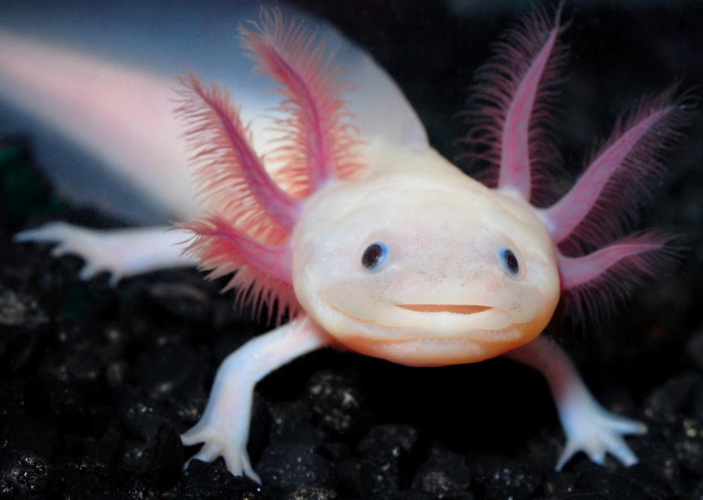 墨西哥两栖动物钝口螈图片(2)