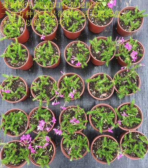 芝樱花苗非种子地被丛生福禄考多年生常绿春秋季基地芝樱推荐新款