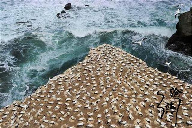 最臭的海岛:由鸟粪"组成",被7亿只鸟霸占,年清理2000吨鸟粪