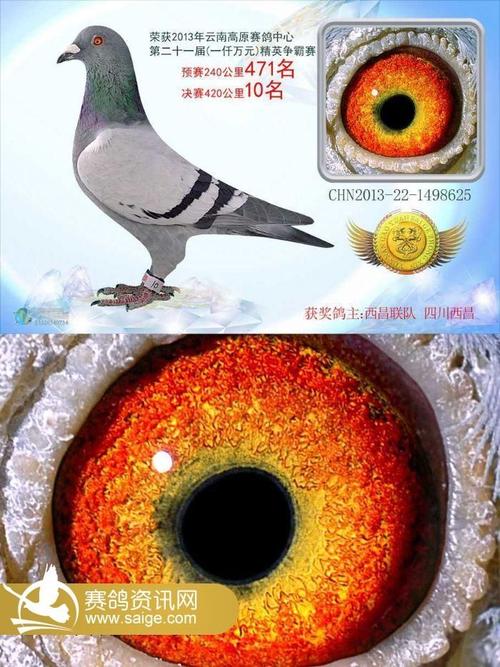 云南高原赛鸽中心决赛冠军至十名靓照