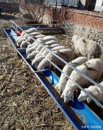 羊圈里来了不速之客!用刀将山羊现场宰杀后,准备装到袋子里运走