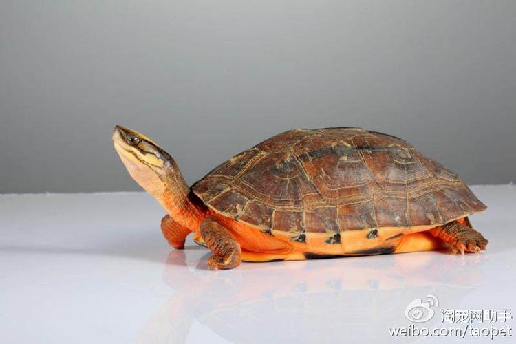 【宠物百科】金钱龟百科大全