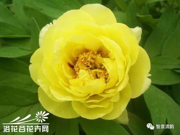 郭进拴|姹紫嫣红满园春|牡丹园|牡丹花|百花_网易订阅