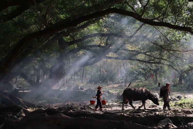 霞浦大榕树下《杨家溪》