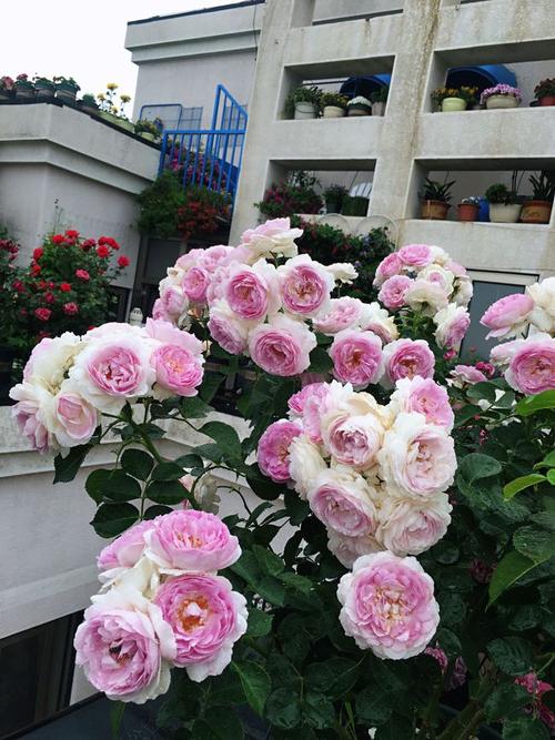 月季界的仙子维萨里斯又美又仙浓香四溢阳台也能养